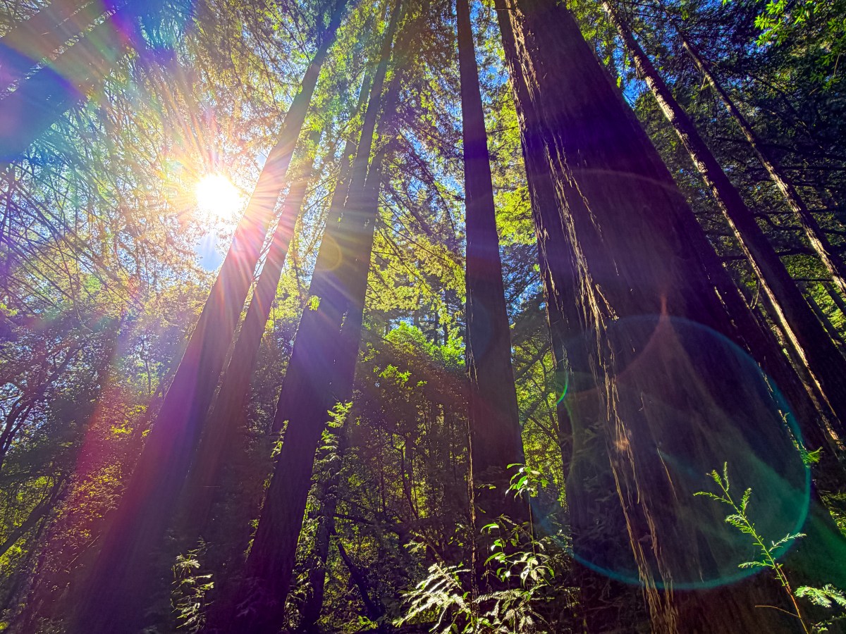 Reinhardt Redwood Park