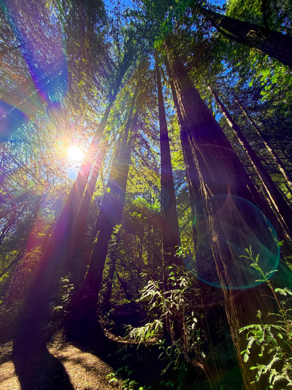 Reinhardt Redwood Park